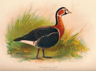 Ganso de Pecho Rojo Branta ruficollis, 1900