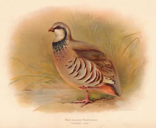 Perdiz Roja Caccabus rufa, 1900