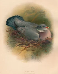 Paloma Torcaz, 1900