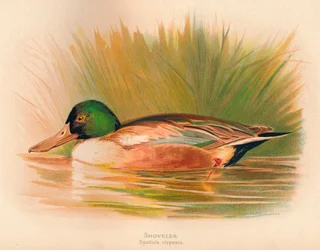 Cuchara Spatula clypeata, 1900