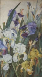 Iris, 1882