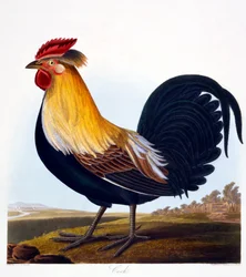Gallo (Phasianus), grabado por Robert Havell Jr. (1793-1878), 1835