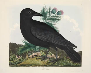 Cuervo, Corvus Corai, pub. 1835, grabado coloreado a mano