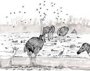 Safari 2
