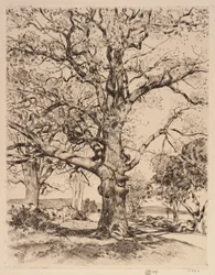 Wayside Inn Oaks en primavera