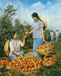 Producción de alimentos en China: tomates maduros