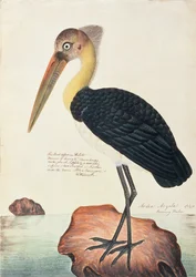 Ardea Argala, de Dibujos de Aves de Malaca, c.1805-18