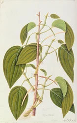 Hoja de Betel, de Cincuenta y Cinco Dibujos de Plantas Medicinales de Malaca, Volumen 1, c.1805-18
