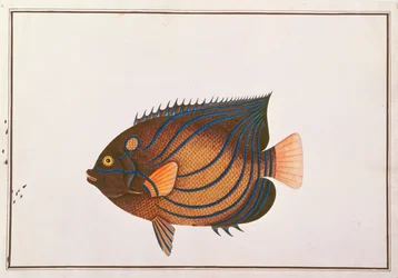 Pez ángel de anillos azules, de Dibujos de peces de Malaca, c.1805-18