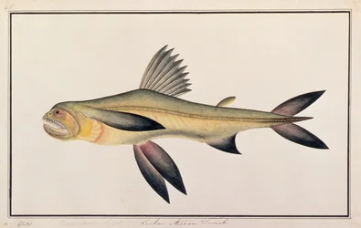Pez Bombay, de Dibujos de Peces de Malaca, c.1805-18