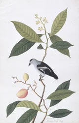 Booah Nawa Hawa, de Dibujos de Aves de Malaca, c.1805-18