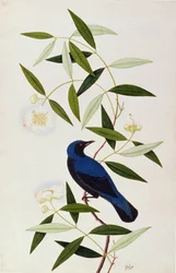 Boorah Farleeh, de Dibujos de Aves de Malaca, c.1805-18