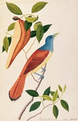 Boorong Seli-ah, de Dibujos de Aves de Malaca, c.1805-18