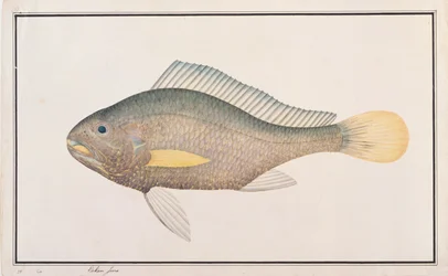 Corvina, de Dibujos de peces de Malaca, c.1805-18