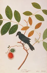 Drongo de pico de cuervo, de Dibujos de Aves de Malaca, c.1805-18