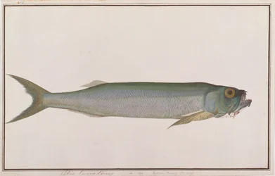 Dorab Wolf-herring, de Dibujos de peces de Malaca, c.1805-18