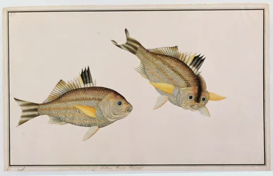 Eekan King-kerong, de Dibujos de peces de Malaca, c.1805-18