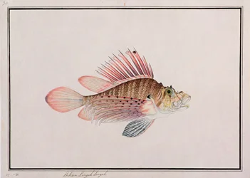 Eekan Linqah Singah, de Dibujos de peces de Malaca, c.1805-18