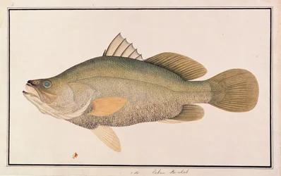 Perca gigante de mar, de Dibujos de peces de Malaca, c.1805-18