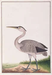 Garza gris, de Dibujos de Aves de Malaca, c.1805-18