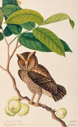 Jambooai-eri Pootih, Boorong Ketamboo Ketampin, de Dibujos de aves de Malaca, c.1805-18