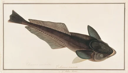 Rémora, de Dibujos de peces de Malaca, c.1805-18