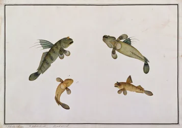 Pez de Lodo, Bloodo chiena, Bloodo La-ore, de Dibujos de Peces de Malaca, c.1805-18