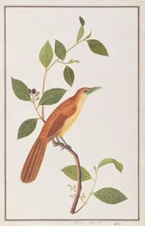 Malkoha de Raffles, de Dibujos de Aves de Malaca, c.1805-18
