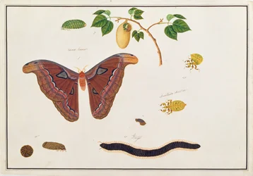 Seis Artrópodos, de Dibujos de Animales, Insectos y Reptiles de Malaca, c.1805-18