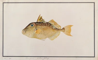 Pez Ballesta Estrellado, de Dibujos de Peces de Malaca, c.1805-18