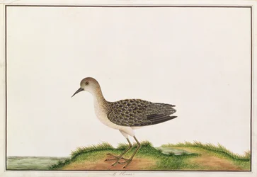 Andarríos bastardo, de Dibujos de aves de Malaca, c.1805-18