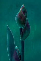 Moody Botanical Bloom
