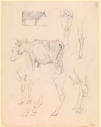 Vacas