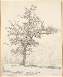 Parte de un jardín