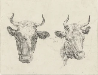dos cabezas de vaca
