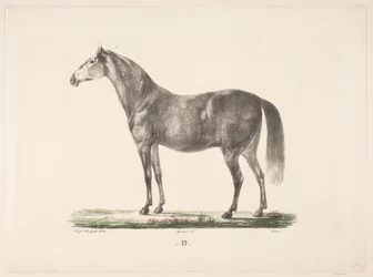 El caballo D