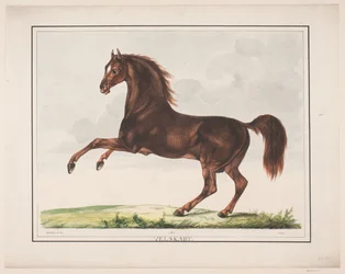 El caballo bien formado