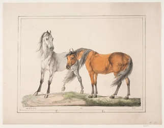 Los caballos E & G