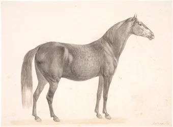 Caballo negro