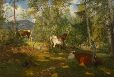 Manchas solares en el bosque
