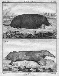 La Taupe y La Taupe Despojada de su Piel, c. 1763