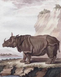 Rhinoceros (engraving)