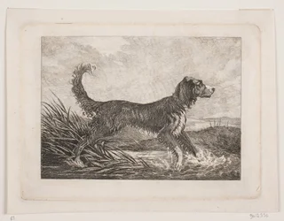 Un perro