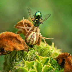 La presa de la araña cangrejo