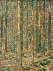 Troncos de pino a la luz del sol