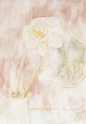 Flor de loto