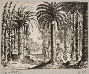 Palmeral con palmeras de betel