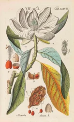 Manual Botánico