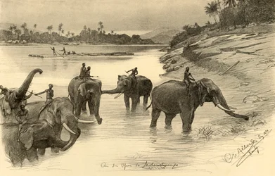 Elefantes en las orillas del río Mahaweli, Ceilán