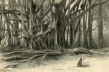 Árboles gigantes en Buitenzorg, Java, 1898